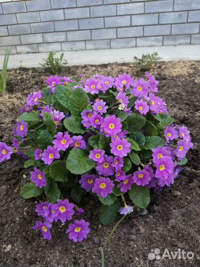 Медуница, примула