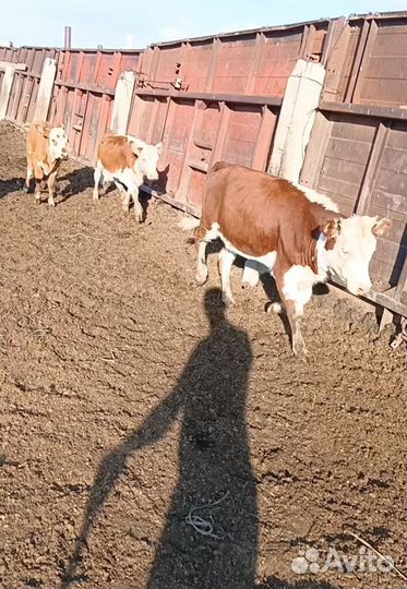 Телки этого года