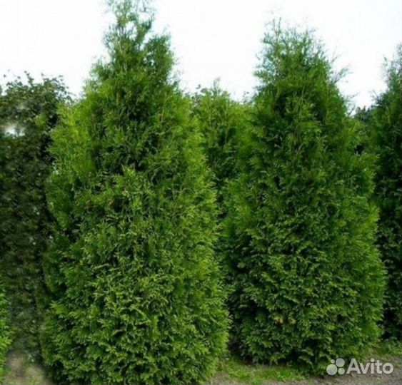 Туи Брабант быстро растущая изгородь