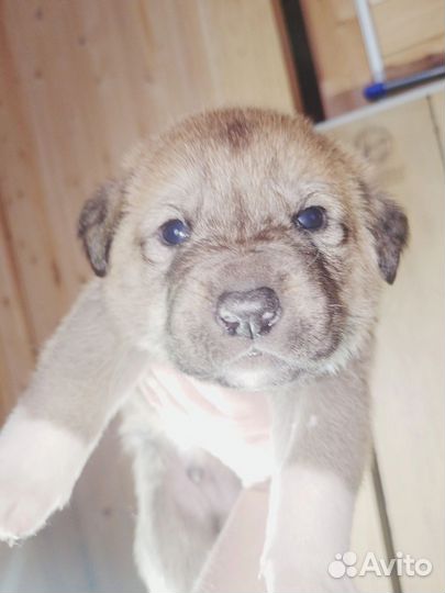 Отдам бесплатно