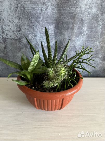 Кактусы и суккуленты