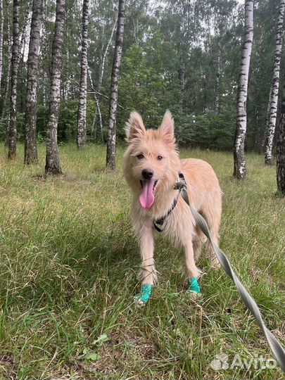 Чудесный щенок из приюта ищет дом