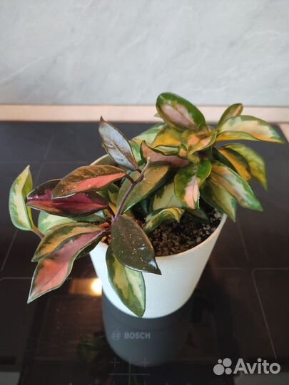 Комнатные растения цветы