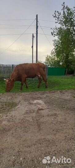 Корова дойная