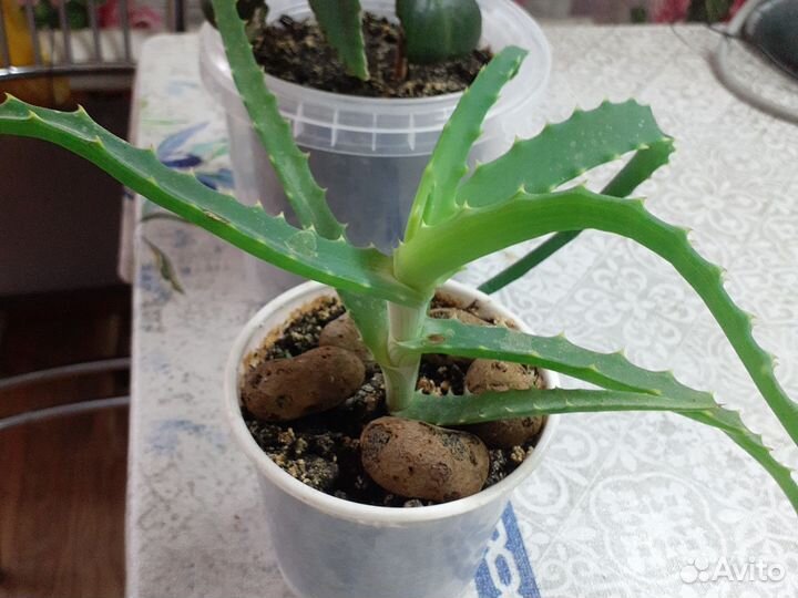 Алоэ столетник лечебный,калонхое, толстянка