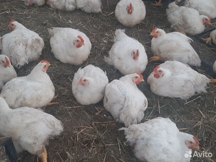 Домашние куры бройлеры