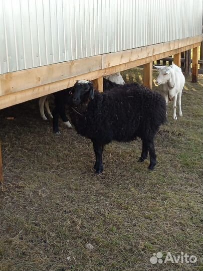 Продам баранов