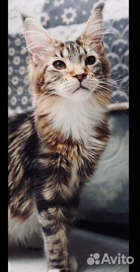 Котята мейнкун полидакты Вязка