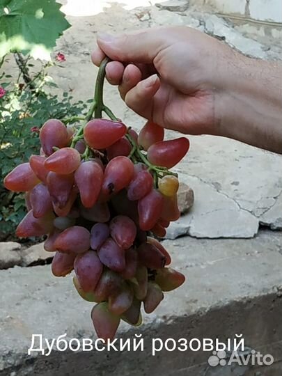 Саженцы и черенки винограда