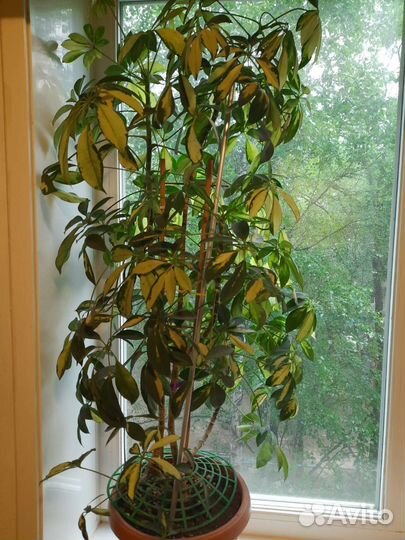 Комнатные цветы шефлера