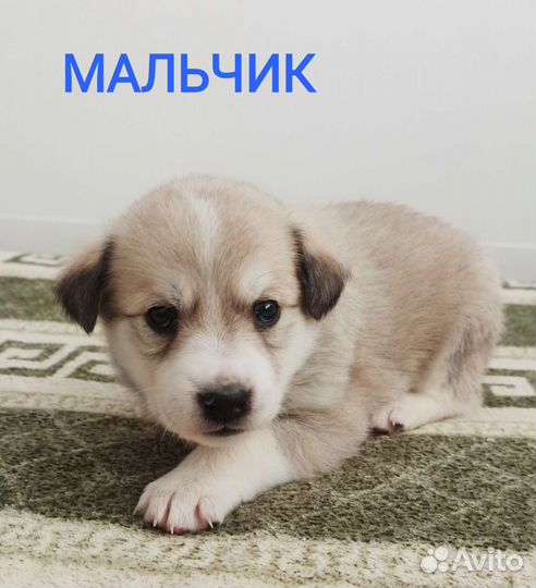 Щенята в добрые руки