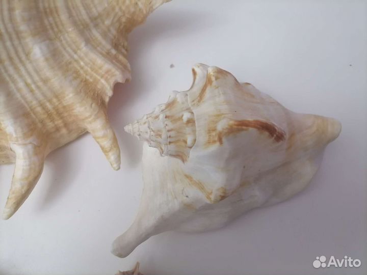 Ракушка морская большая