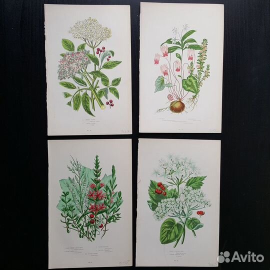 Ботанические иллюстрации XIX века