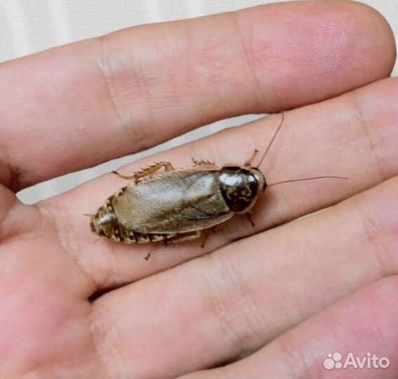 Кормовые тараканы