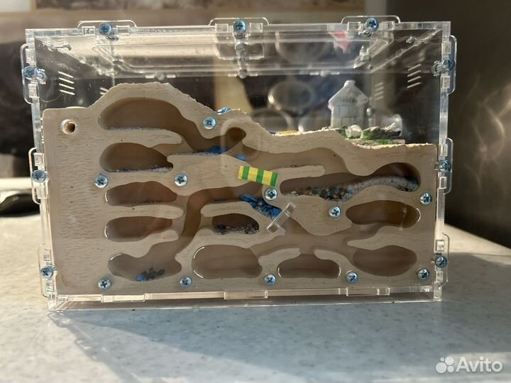 Муравьиная ферма без муравьев