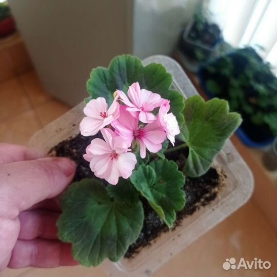 Герань пеларгония 50