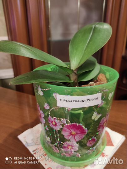 Орхидея фаленопсис пелорик Polka Beauty peloric