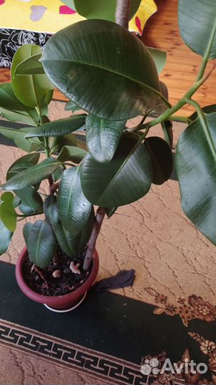 Фикус бенджамина