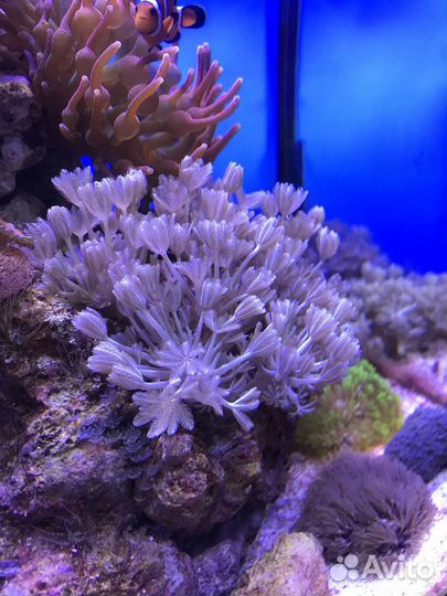 Кораллы для морского аквариума