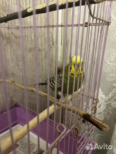 Волнистый попугай с клеткой