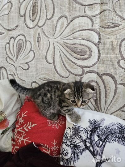 Шотландская вислоухая девочка