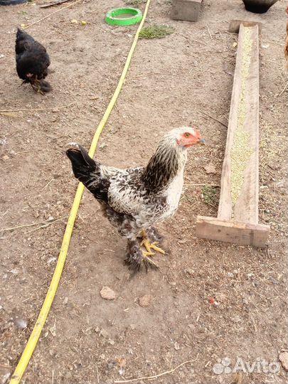 Петушки курочки домашние
