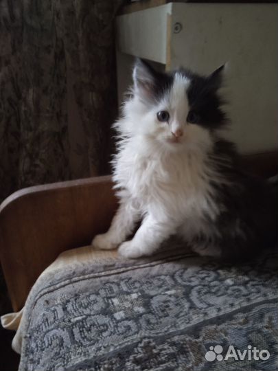 Котята от сибирской кошечки