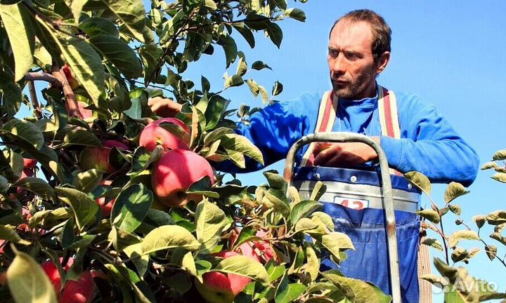 Работа по сборке яблок. Вахта