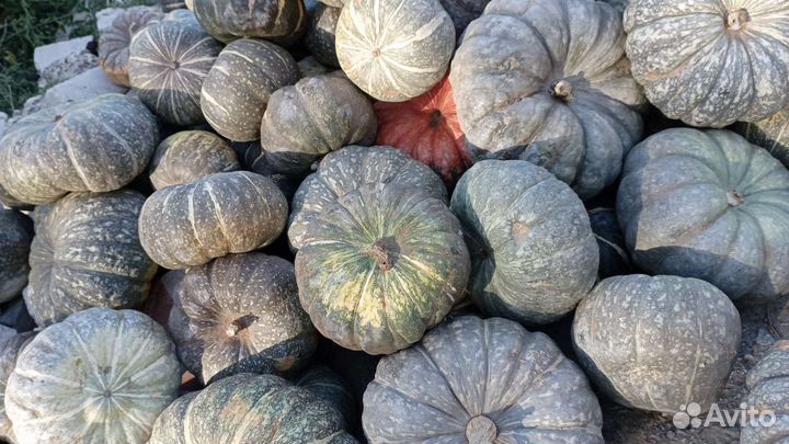 Тыква оптом