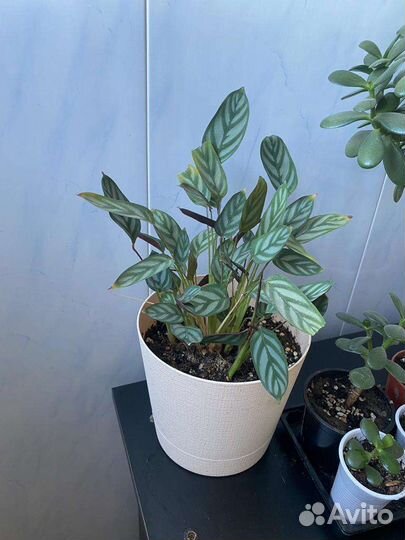 Комнатные цветы