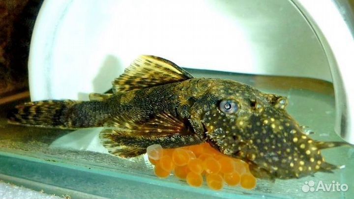 Сомики анциструсы, гуппи мальки рыбки