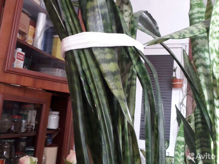 Сансевиерия