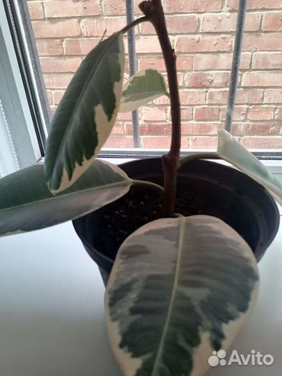 Фикус тинеке