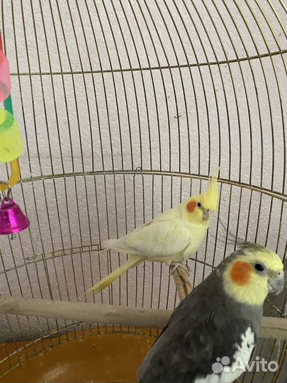 Попугай Карелла с клеткой