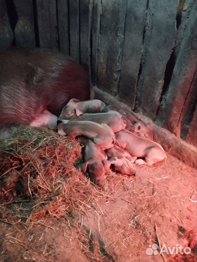 Племенные поросята дюрок