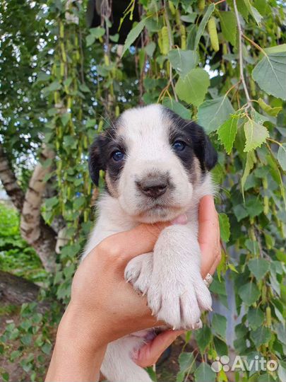 Маленькое Чудо, 1 месяц, в дар на счастье