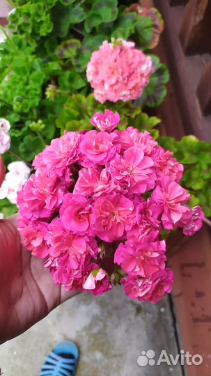 Юв Византия пеларгония герань