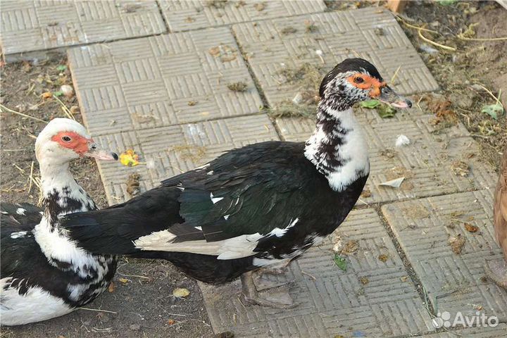 Мускусные Индоутки