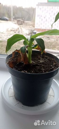 Банановая пальма