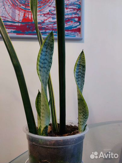 Сансевиерия лауренти