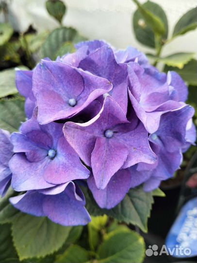 Гортензия Lady Mata Hari