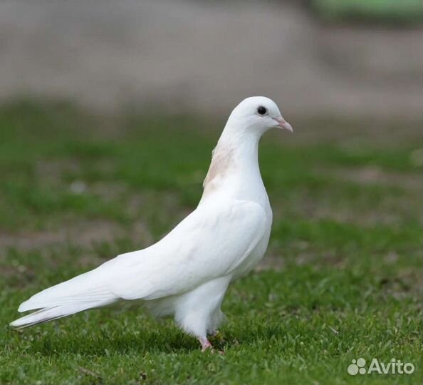 Голуби : почтовые, бокинцы,такла