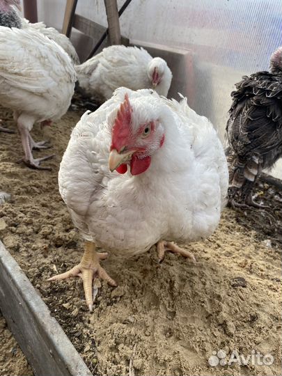 Домашние куры бройлеры