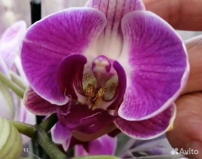 Не цветущие орхидеи