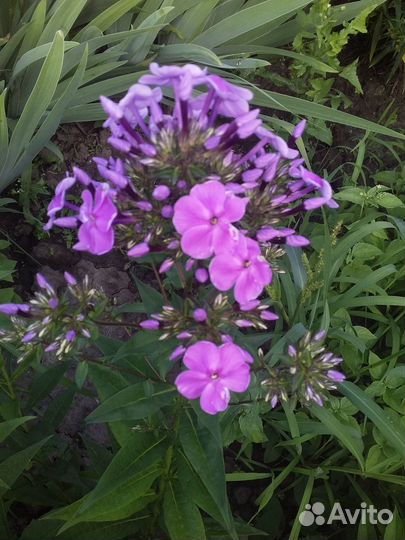 Продаются цветы