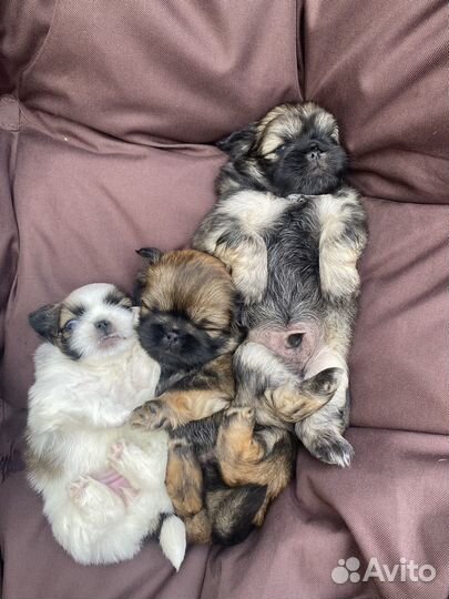 Щенки пекинеса