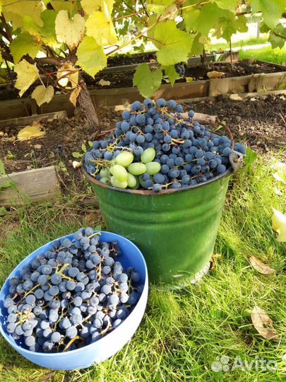 Саженцы винограда