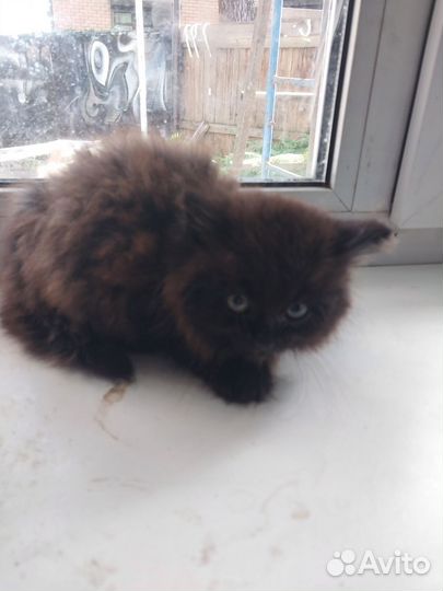 Чёрные котики