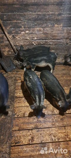 Поросятам 3 месяца