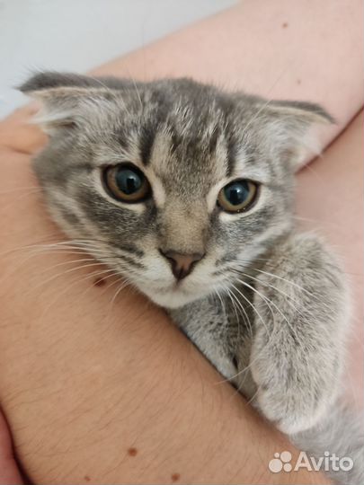 Британская кошка